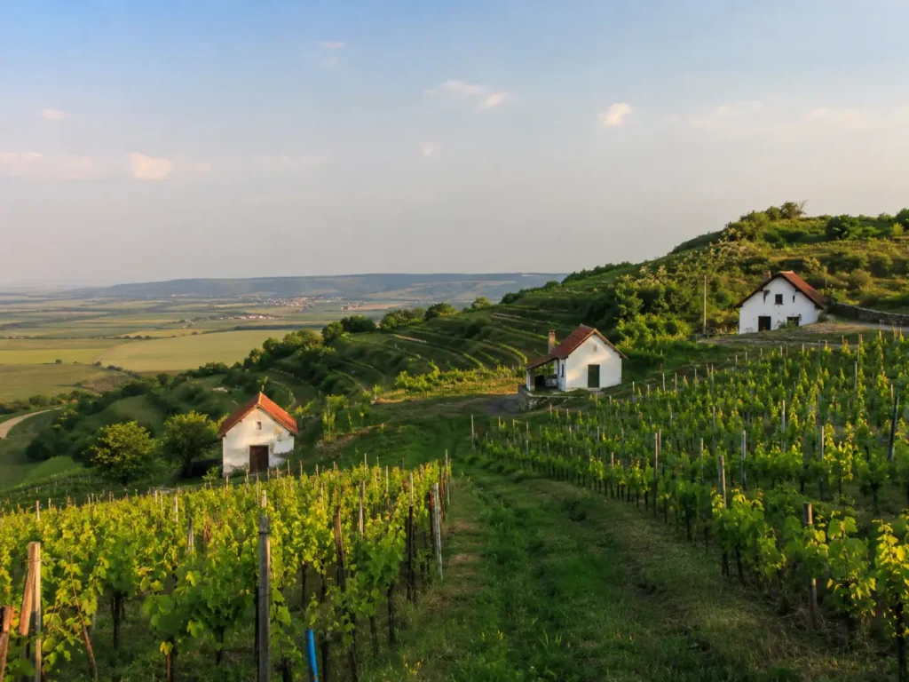 Prenocovanie v skalických vinohradoch