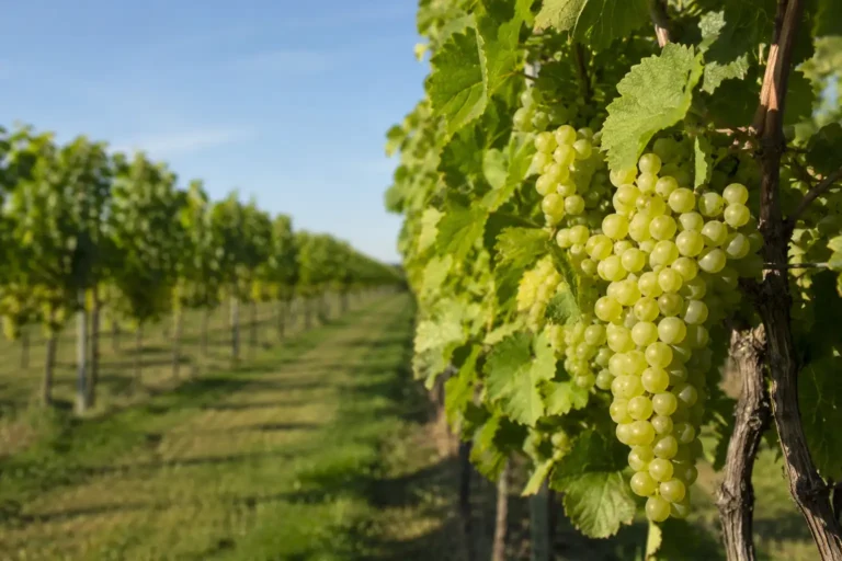 Stellplatz státie vo vinosadských vinohradoch