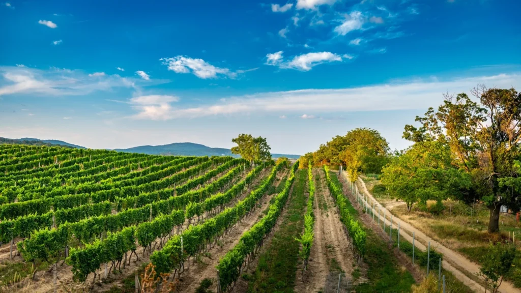 Prenocovanie vo vinosadských vinohradoch 