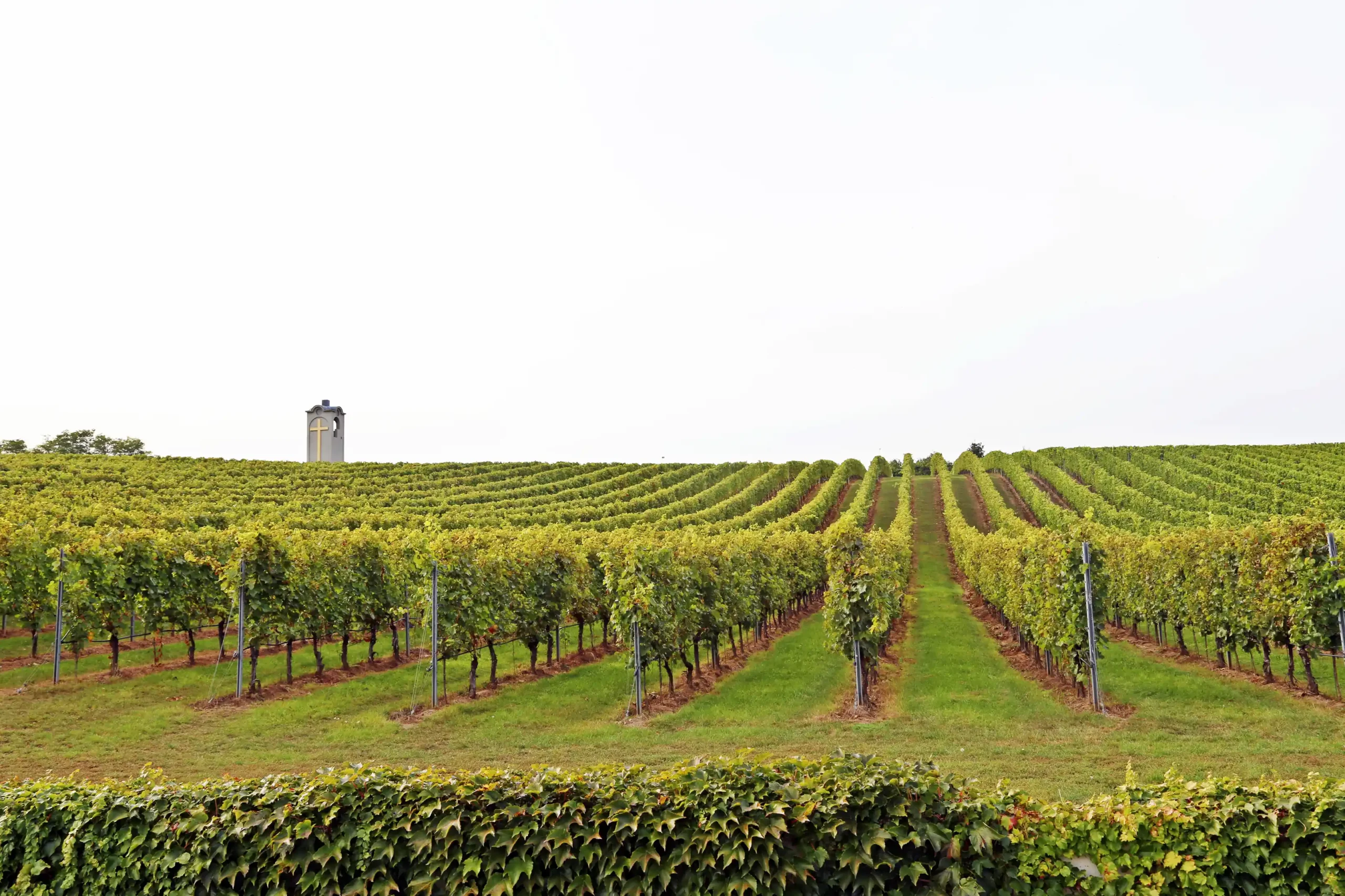 vineyard_rows_chapel_tower (1)